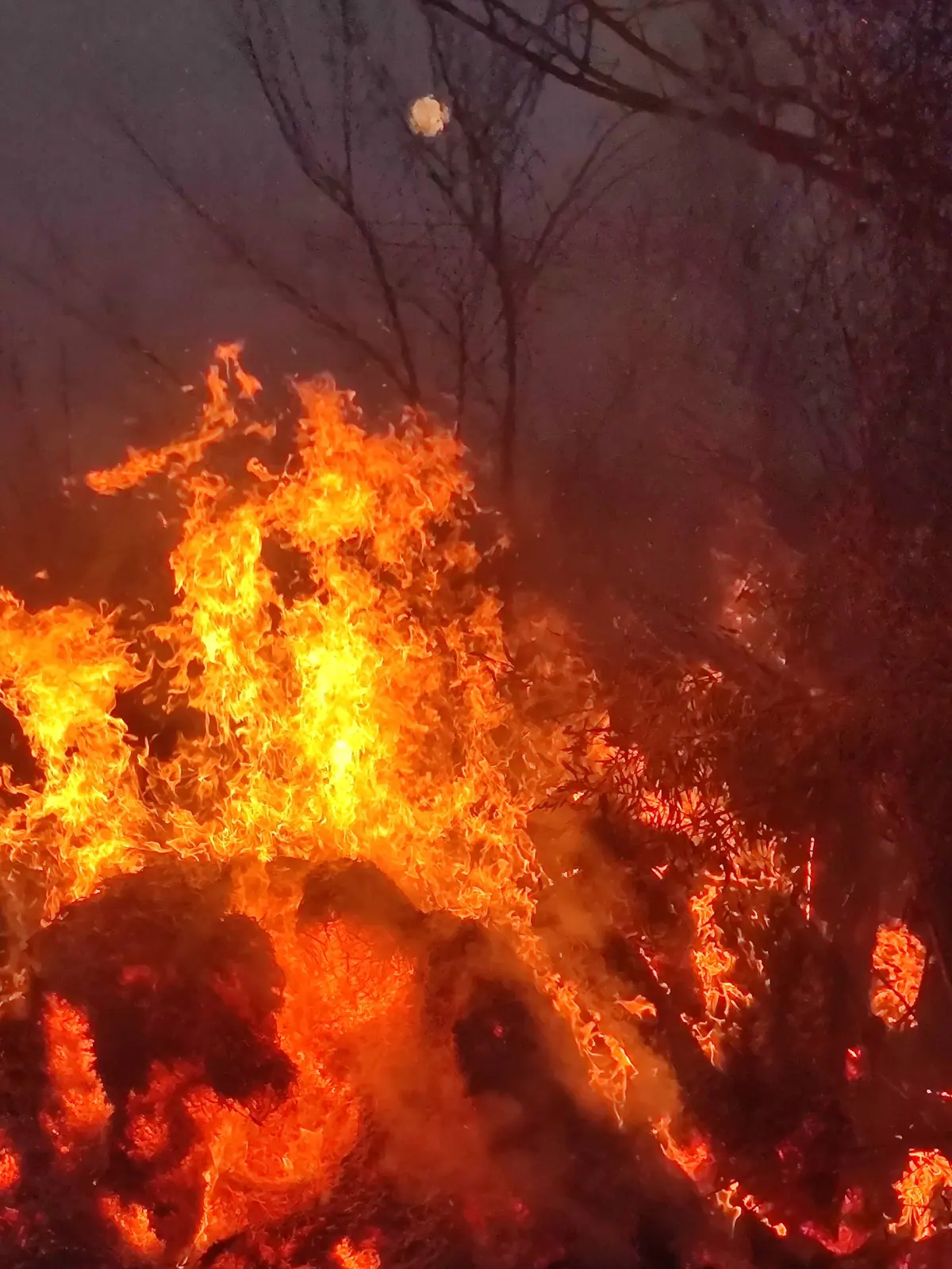Intense flames burn through brush and wooded vegetation, with dark tree silhouettes and thick smoke in the background.