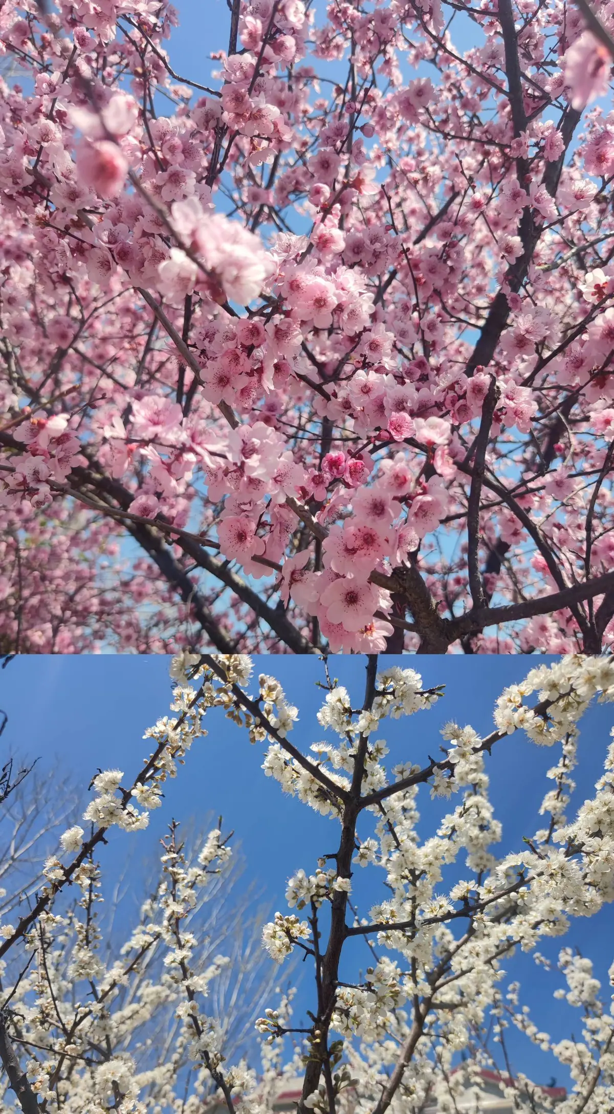Two-photo collage of pink and white spring blossoms on tree branches against a bright blue sky.