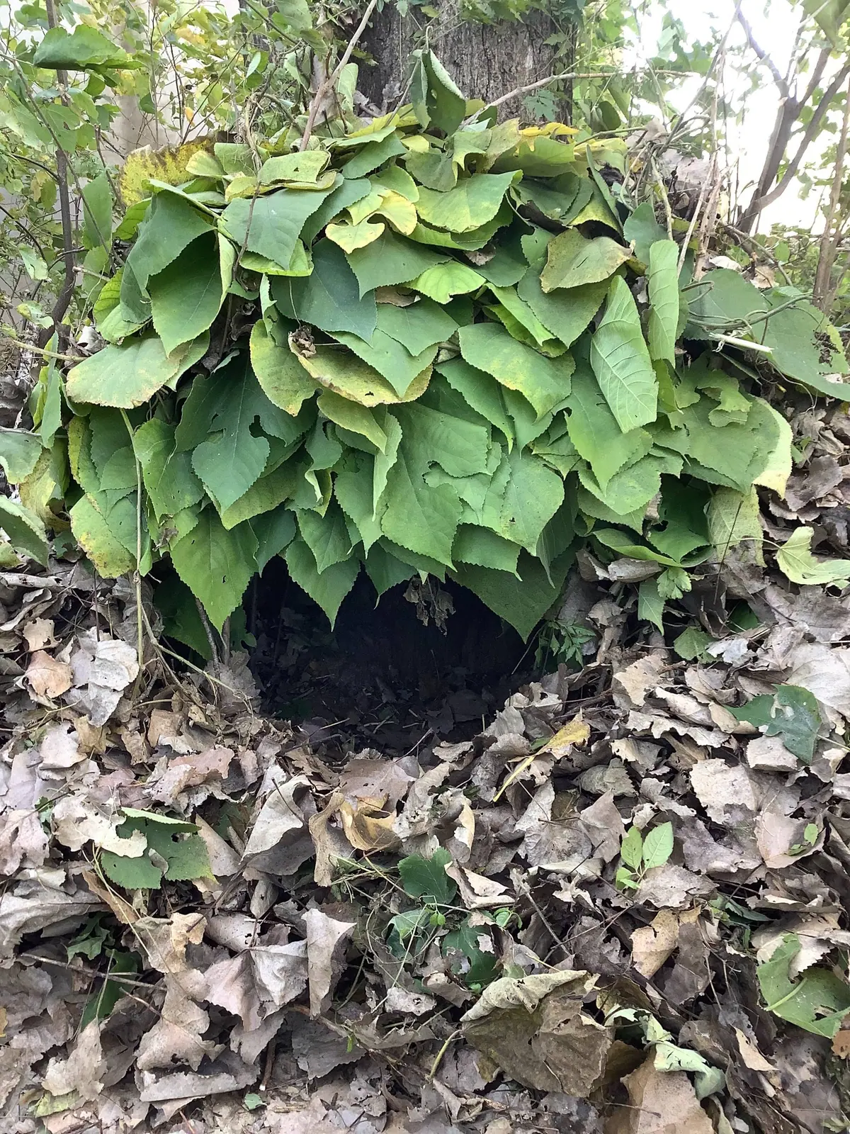 A leafy shelter or burrow entrance is hidden beneath green branches and dry fallen leaves at the base of a tree.