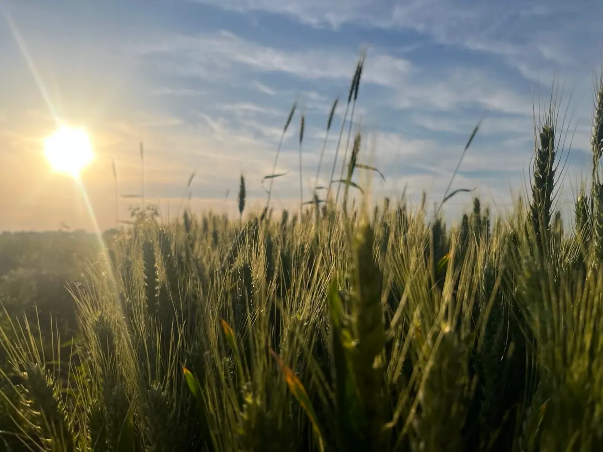 Green wheat heads glowing in warm sunlight beneath a blue, cloud-streaked sky.