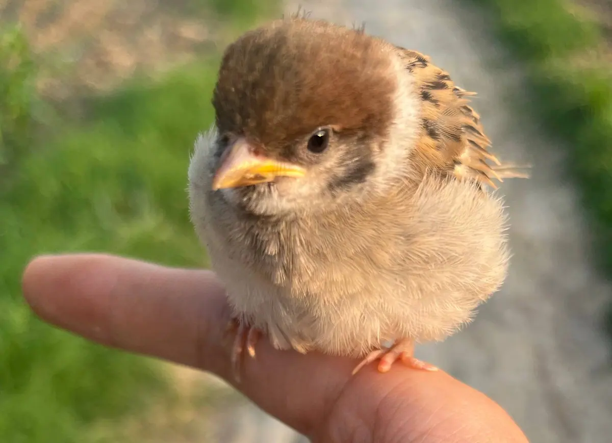 A young sparrow perched on a person's finger outdoors.